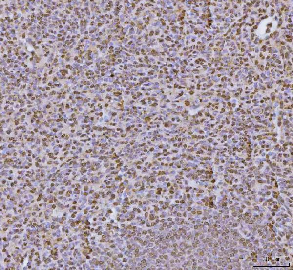 a03691 3 hnrnpu primary antibodies ihc testing 8
