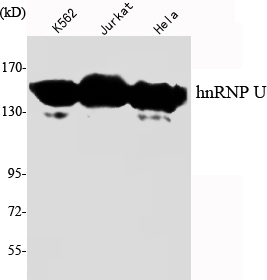 Western Blot analysis using hnRNP U Monoclonal Antibody against K562, Jurkat, HeLa cell lysate