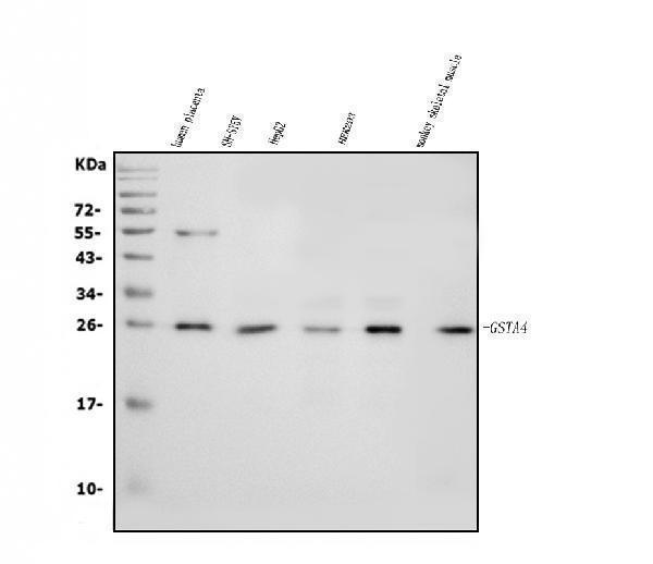 a03699 1 gsta4 primary antibodies wb testing 1