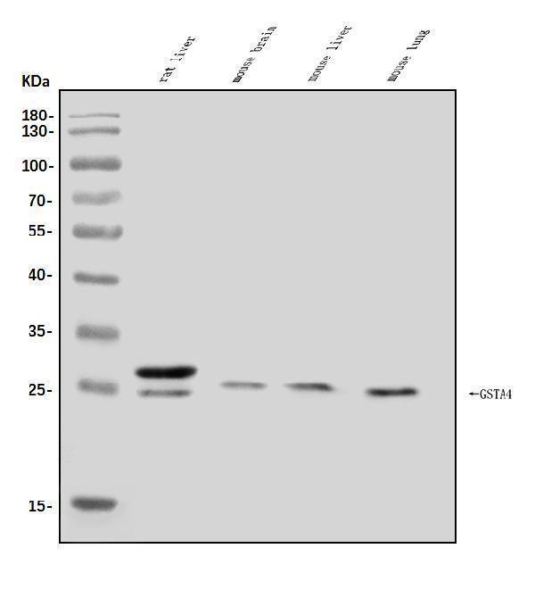 a03699 2 gsta4 primary antibodies wb testing 1