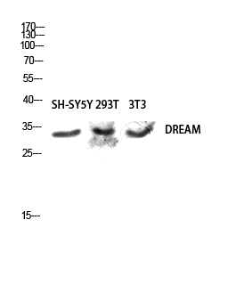 a03700 kcnip3 primary antibodies wb testing 3