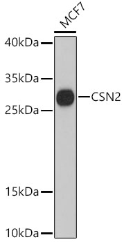 a03701 csn2 primary antiboties wb testing 1
