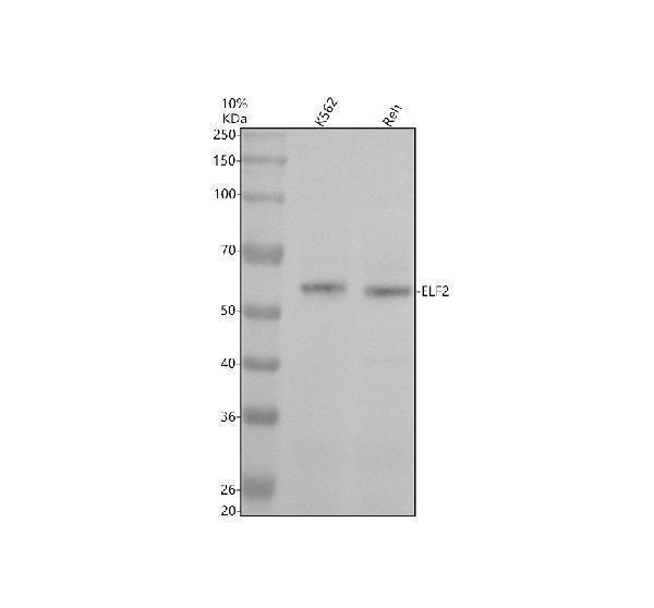 Western blot analysis of ELF2 using anti-ELF2 antibody (A03706-1)