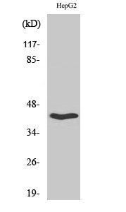 Western Blot analysis of HepG2 cells using OX2R Polyclonal Antibody