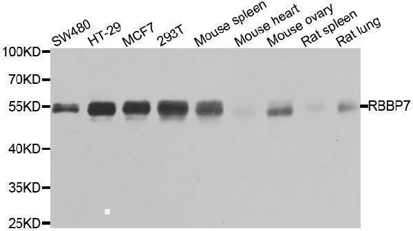 Western blot analysis of extracts of various cell lines, using RBBP7 antibody