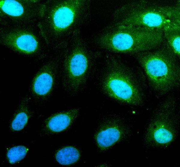 IF analysis of PAG1 using anti-PAG1 antibody (A03711-2)