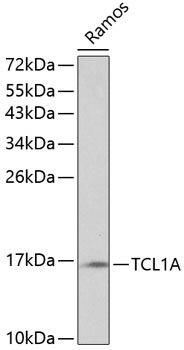 Western blot analysis of extracts of Ramos cells, using TCL1A antibody  at 1:1000 dilution