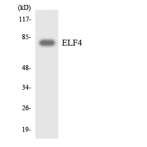 Western blot analysis of the lysates from RAW264