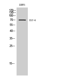 Western Blot analysis of 22RV1 cells using Elf-4 Polyclonal Antibody diluted at 1:2000 cells nucleus extracted by Minute TM Cytoplasmic and Nuclear Fractionation kit 