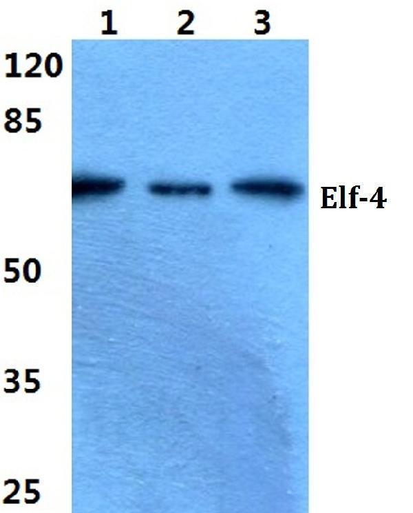 a03714 2 elf4 primary antiboties wb testing 1