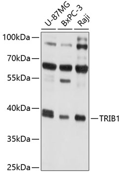 a03715 trib1 primary antiboties wb testing 1