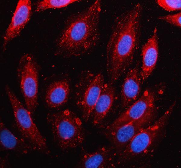 a03717 1 fstl1 primary antibodies if testing 1