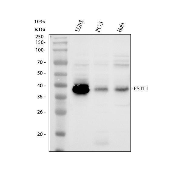a03717 1 fstl1 primary antibodies wb testing 1