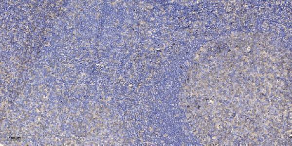 Immunohistochemical analysis of paraffin-embedded human tonsil