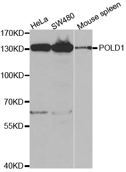 Western blot analysis of DNA pol δ cat polyclonal antibody
