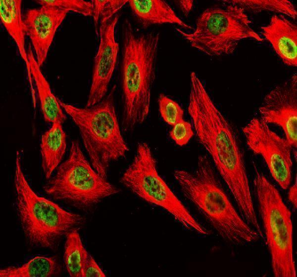 IF analysis of POLD1 using anti-POLD1 antibody (A03720-2) and anti-Beta Tubulin antibody (M01857-3)