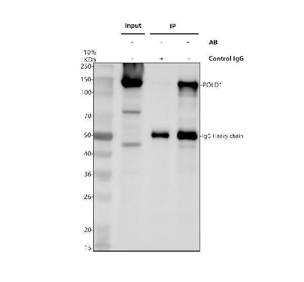 a03720 2 pold1 primary antibodies ip testing 1