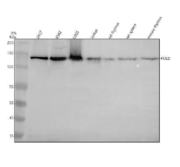 Western blot analysis of POLD1 using anti-POLD1 antibody (A03720-2)
