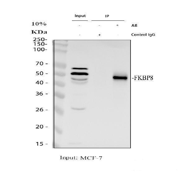a03722 2 fkbp8 primary antibodies ip testing 1