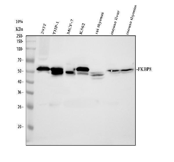 Western blot analysis of FKBP8 using anti-FKBP8 antibody (A03722-2)