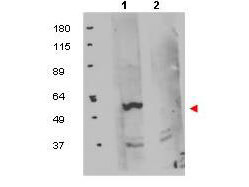 Western blot using Boster's protein A purified anti-FKBP8 antibody shows detection of exogenous FKBP8 in 50 µg of HEK293T whole cell lysate (lane 1)