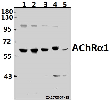a03723 chrna1 primary antiboties wb testing 1