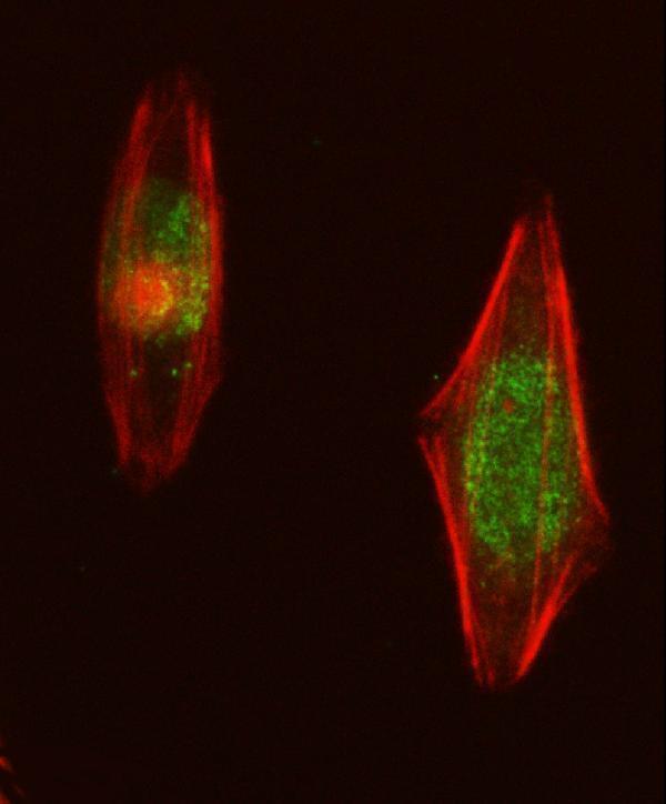  IF analysis of NUP107 using anti-NUP107 antibody (A03724-1)