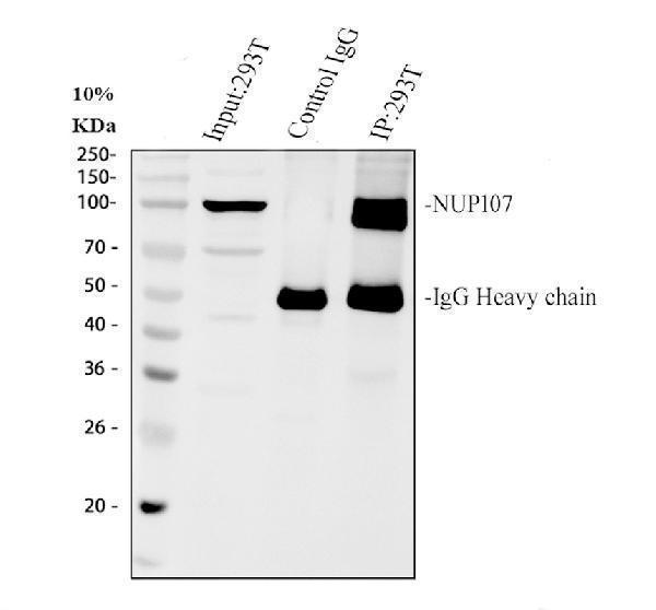 a03724 1 nup107 primary antibodies ip testing 4