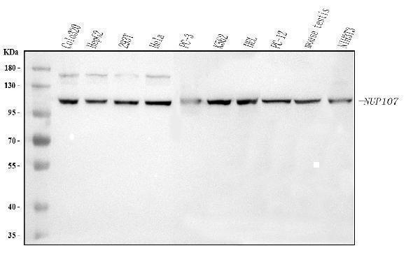  Western blot analysis of NUP107 using anti-NUP107 antibody (A03724-1)