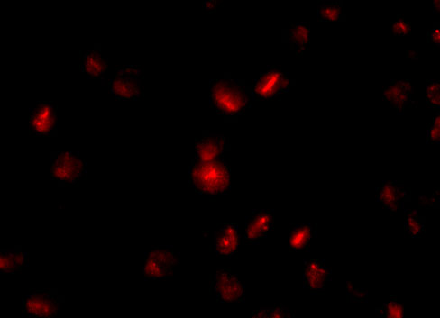 Immunofluorescence of NUP107 in A549 cells with NUP107 antibody at 10 μg/mL