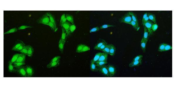 a03727 1 ddx1 primary antibodies if testing 6