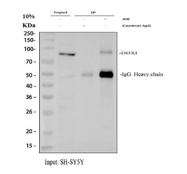 a03727 1 ddx1 primary antibodies ip testing 1