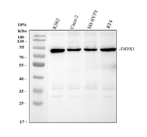 Western blot analysis of DDX1 using anti-DDX1 antibody (A03727-1)