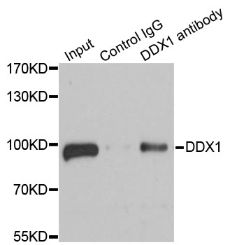 a03727 ddx1 primary antiboties ihc testing 3
