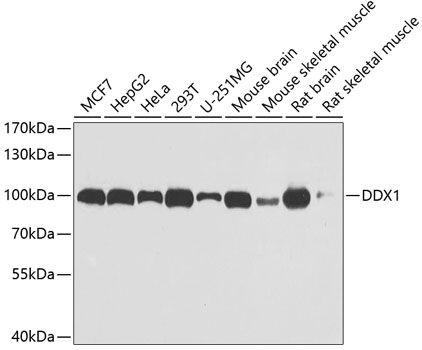 a03727 ddx1 primary antiboties wb testing 1