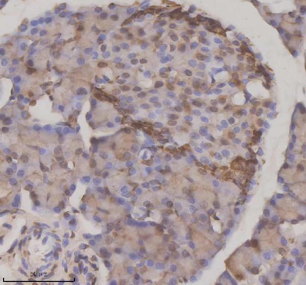 a03729 2 nupr1 primary antibodies ihc testing 4