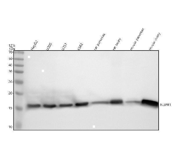 Western blot analysis of NUPR1 using anti-NUPR1 antibody (A03729-2)