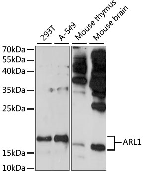 Western blot analysis of extracts of various cell lines, using ARL1 antibody  at 1:1000 dilution