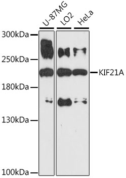 Western blot analysis of extracts of various cell lines, using KIF21A antibody  at 1:1000 dilution