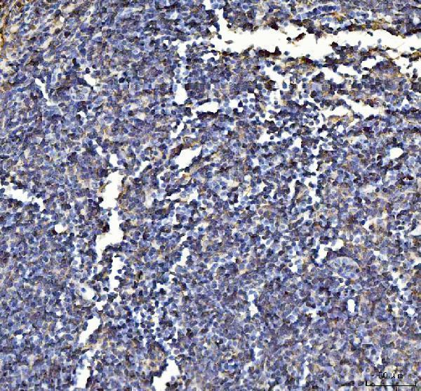 a03735 anxa6 primary antibodies ihc testing 4