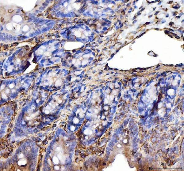 a03735 anxa6 primary antibodies ihc testing 5