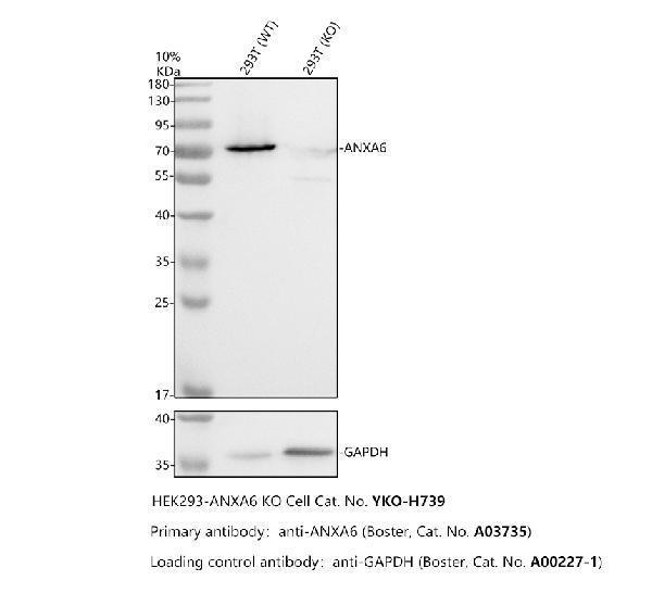 a03735 anxa6 primary antibodies wb testing 2