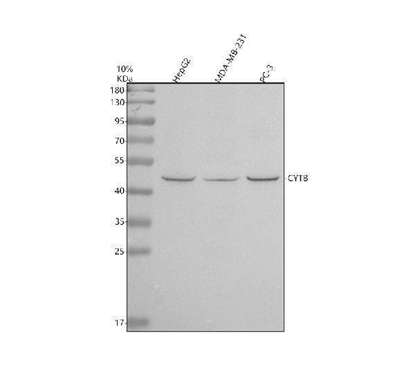 Western blot analysis of CYTB using anti-CYTB antibody (A03737-2)