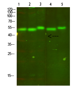 a03737 mt cyb primary antibodies wb testing 1