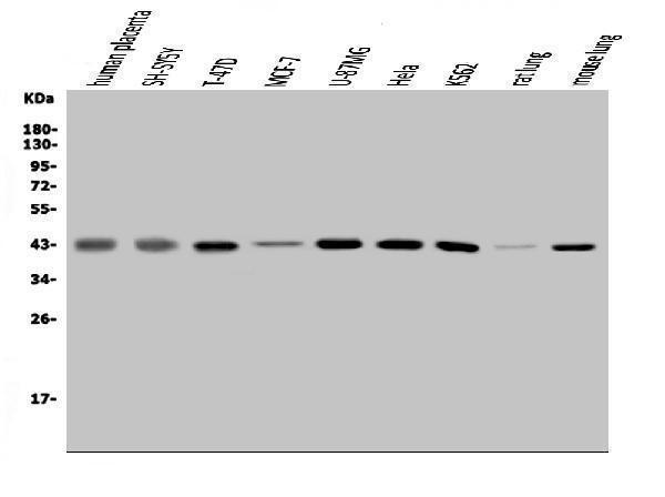 a03738 1 mapk11 primary antibodies wb testing 1