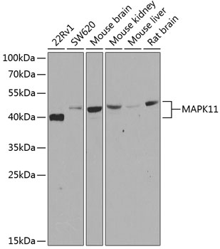 a03738 mapk11 primary antiboties wb testing 1