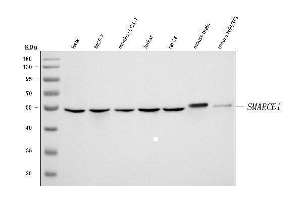  Western blot analysis of BAF57/SMARCE1 using anti-BAF57/SMARCE1 antibody (A03739-2)