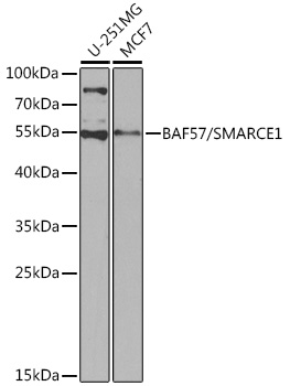 a03739 smarce1 primary antiboties wb testing 1