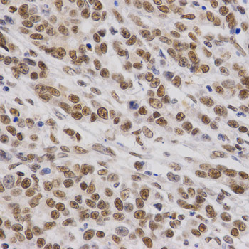 a03739 smarce1 primary antiboties wb testing 2