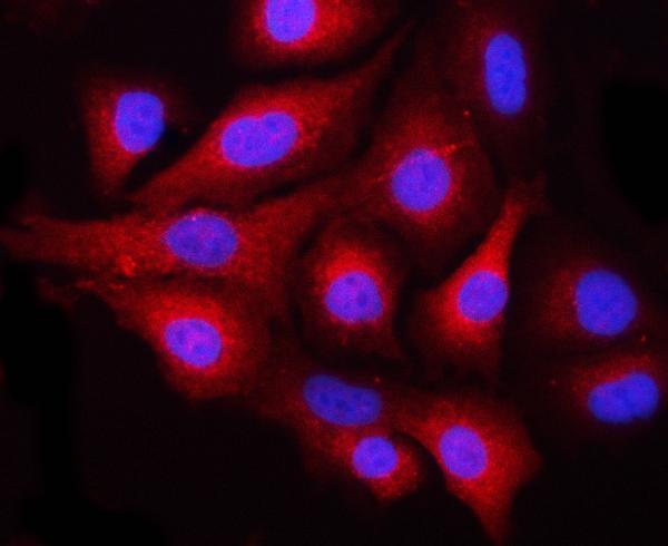  IF analysis of NEK6 using anti-NEK6 antibody (A03740-1)